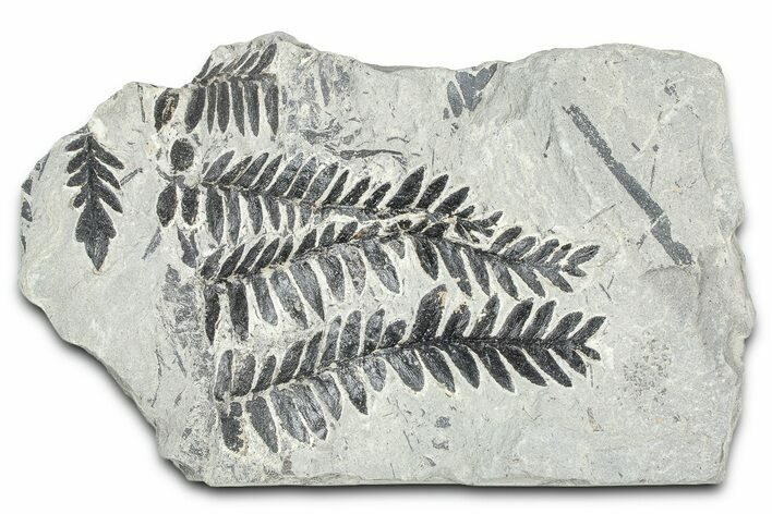 Carboniferous Fossil Fern (Odontopteris) Plate - France #378043